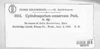 Cylindrosporium conservans image
